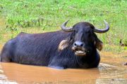 Sri Lanka beste Reisezeit