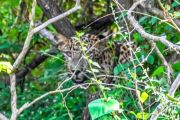 Sri Lankareise wildtier-safari