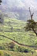 Indien Munnar Cochin