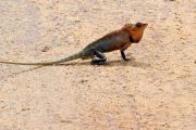 Privatreise Sri Lanka