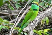 Sri Lanka bird watching